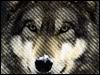 Asher; CoAdmin