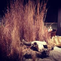 Buffalo Skull Image, Taken at the Arch grounds museum in St. Louis, on iPhone 4, and edited in Instagram app.