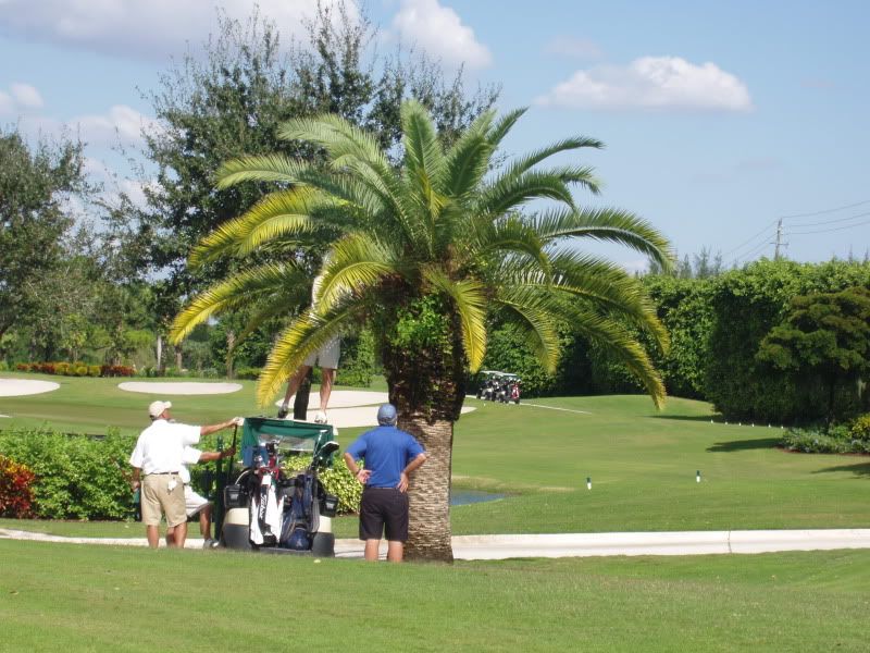 PURDUE ALUM RON CARTER SEARCHES FOR HIS BALL IN A PALM TREE AS HE COASTS TO VICTORY