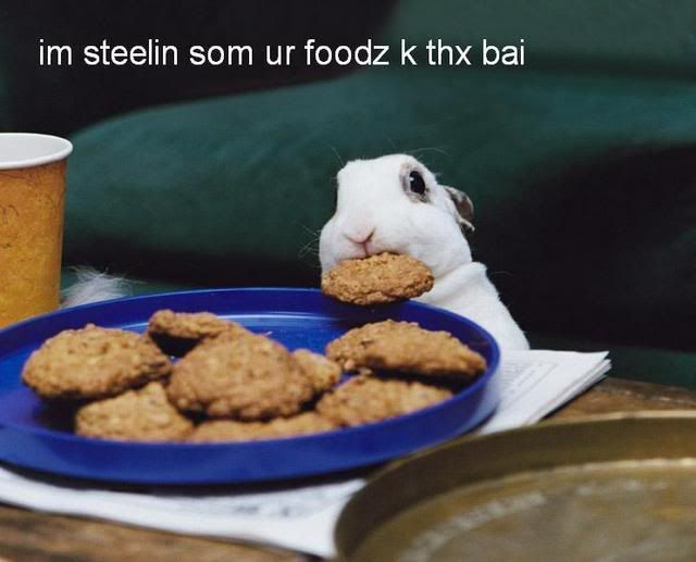 bunny-2.jpg