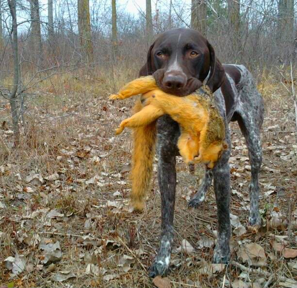 Squirrel hunting at its best Michigan Sportsman Forum