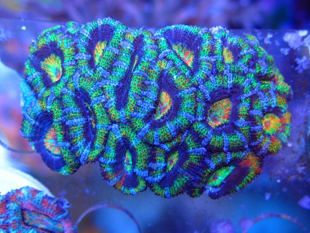 Acans Acans Acans the collection journey Page 9 Reef