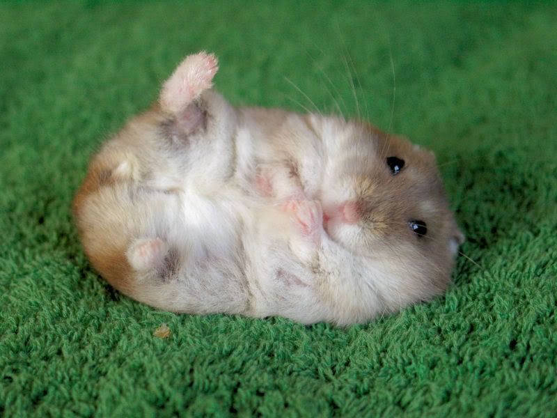 baby dwarf hamster Pictures, Images and Photos