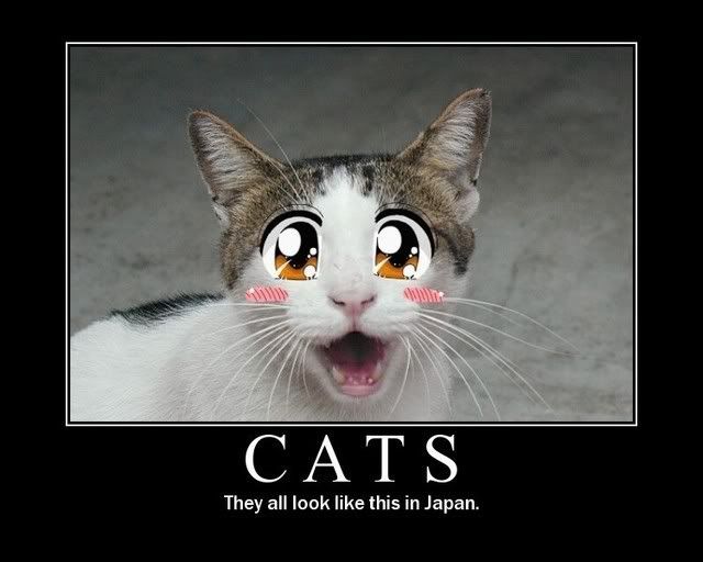 Forum Image: http://i42.photobucket.com/albums/e305/Rbz879/De-motivational%20Posters/JapaneseCats.jpg