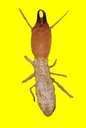 termite Pictures, Images and Photos