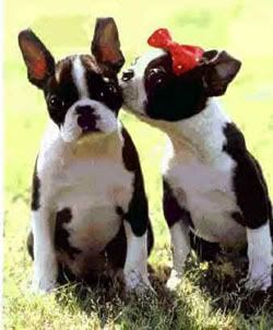 Boston Terrier Pictures, Images and Photos