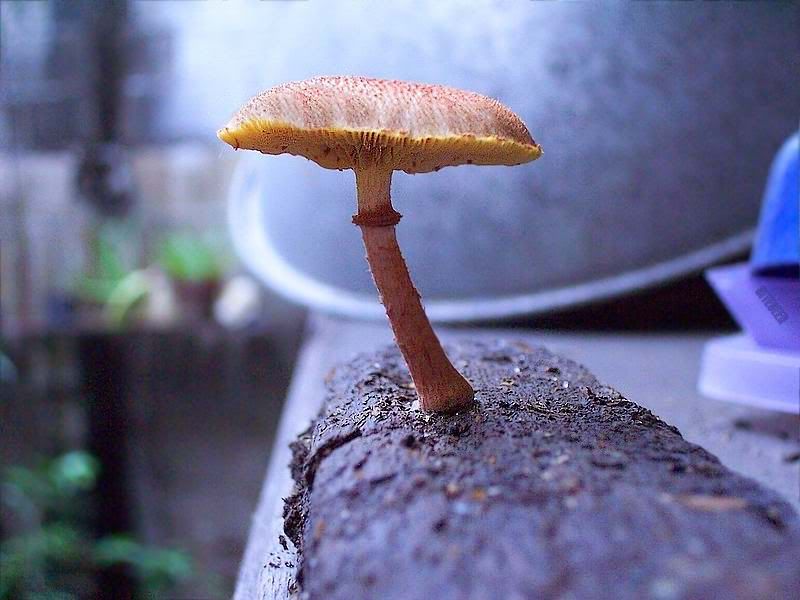 mushroom