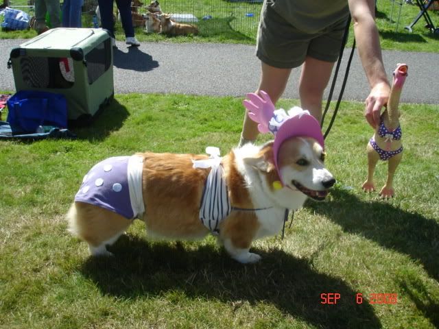 Lots Of Corgis