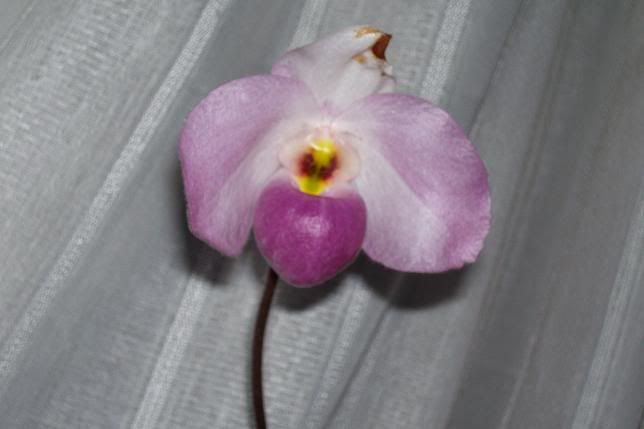 Paph.jpg