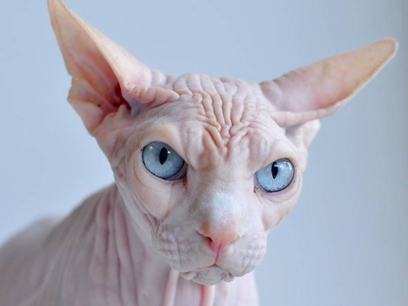 interesting-pictures-ugliest-cats_zps49a