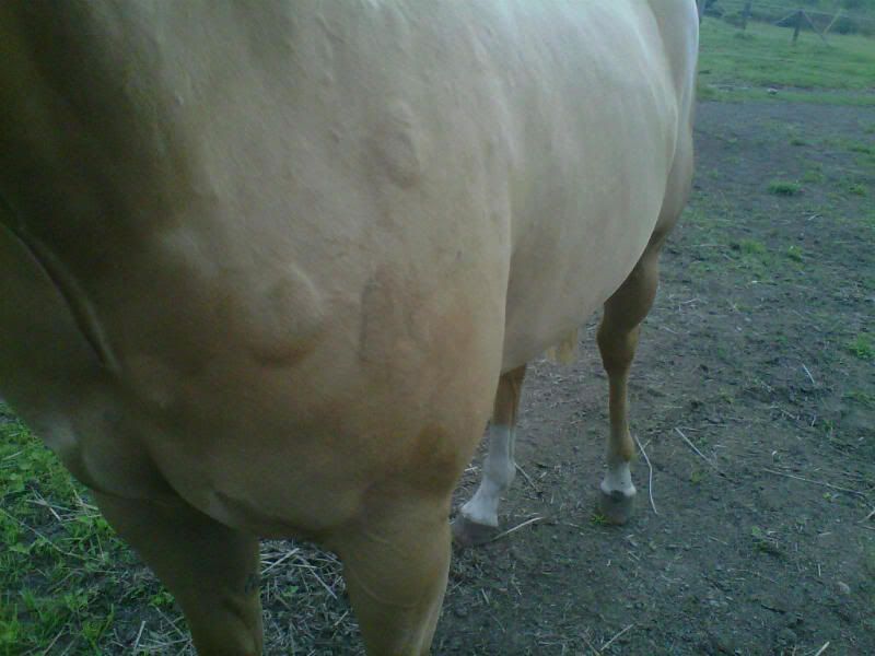 Urgent Large Lumps on Horse The Horse Forum