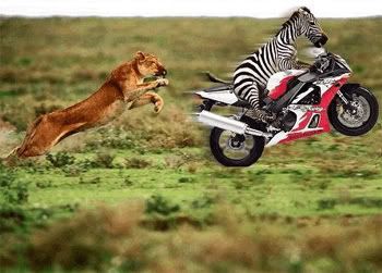 Zebra going fast