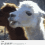 dramatic-alpaca-3137.gif
