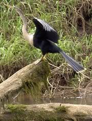 180px-Anhinga_b.jpg