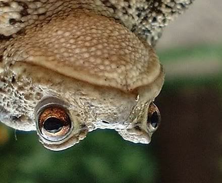 http://i42.photobucket.com/albums/e312/BirdRATM/toad.jpg