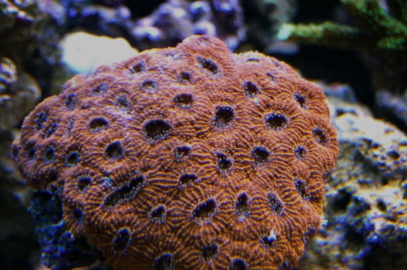 orangeacan.jpg