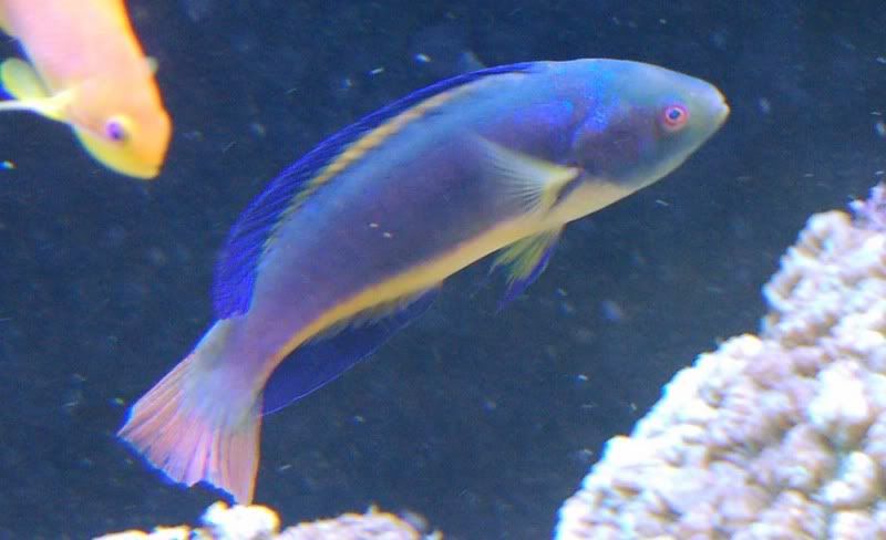 wrasse.jpg