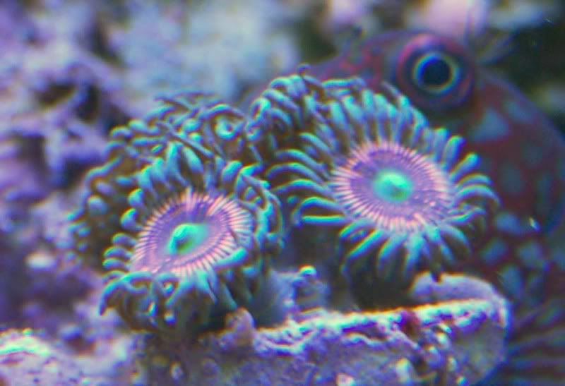 zoas.jpg