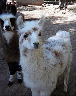 llamaa.jpg
