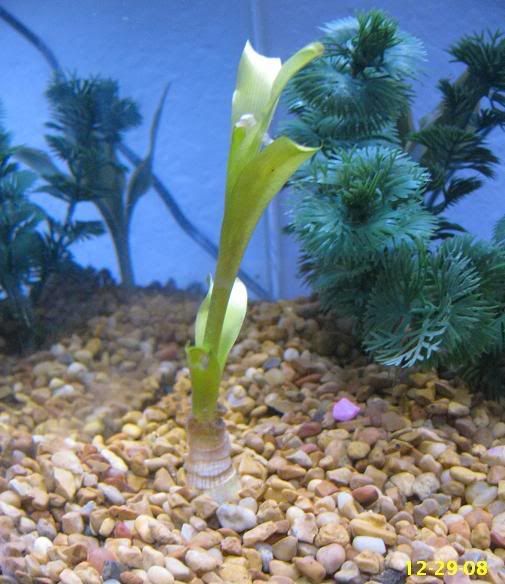 Aquarium Onion Plant