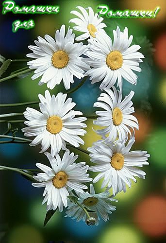flower024.jpg