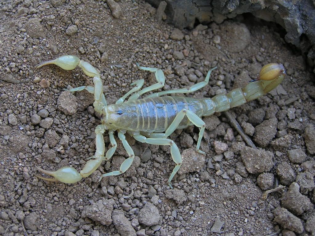 devil scorpion