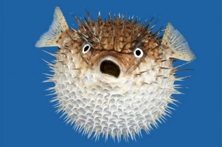 blowfish-fugu-pufferfish.jpg picture by locke403