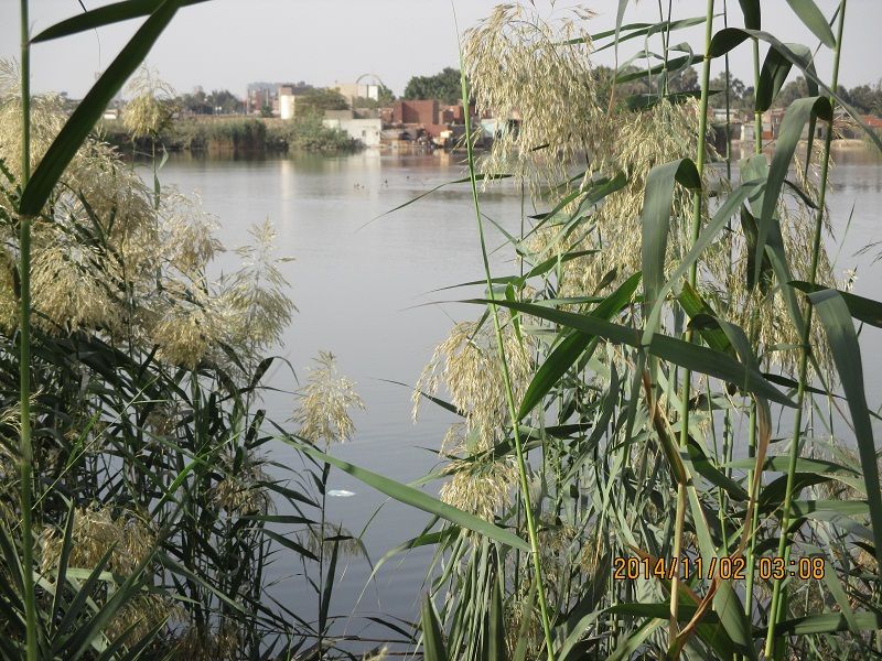 صورة