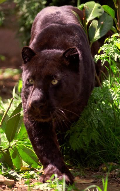 Panthers_are_not_BLACK_ Pictures, Images and Photos