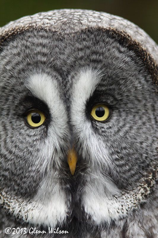 IMAGE: http://i42.photobucket.com/albums/e316/GeeJayW/Birds/IMG_9529_edited-1_zpsff25724d.jpg