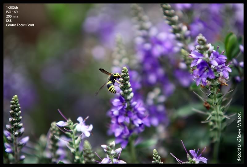 IMAGE: http://i42.photobucket.com/albums/e316/GeeJayW/Sigma%20Zoom/IMG_1103WaspSmall.jpg