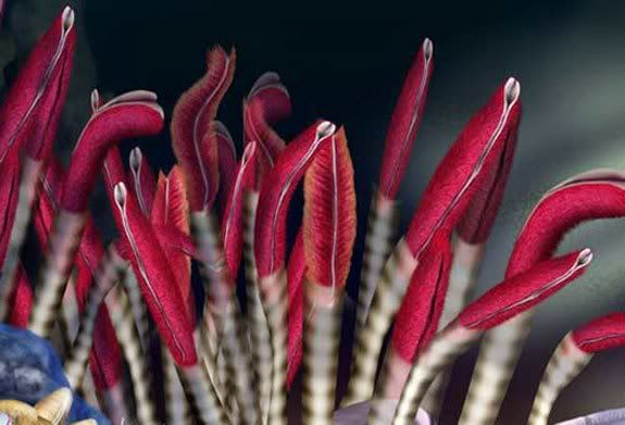 V-tubeworms575.jpg giant tube worms image by Soizic22