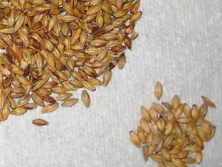 Golden Malt