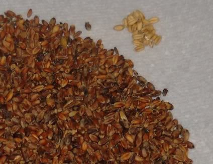 White Wheat in the Oven