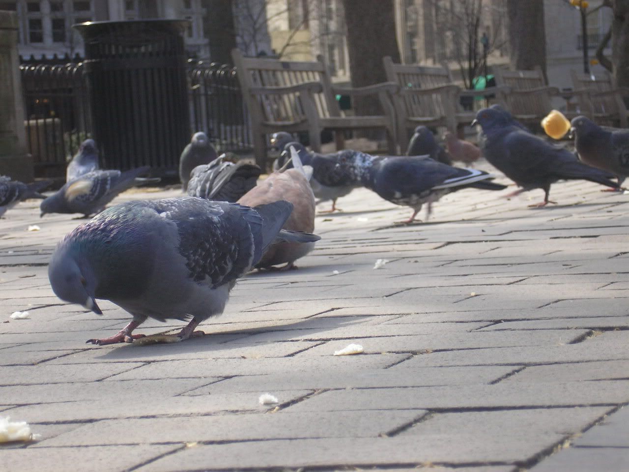 Kularn Gzleri - Ku Resimleri (2. Katalog)