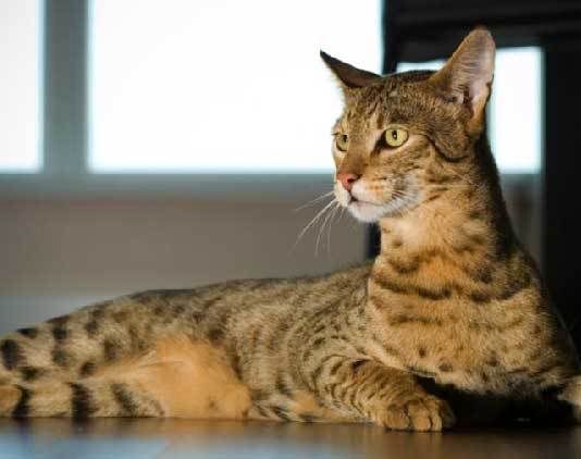 most-expensive-cat-20-costliest-cat-breeds-of-all-time