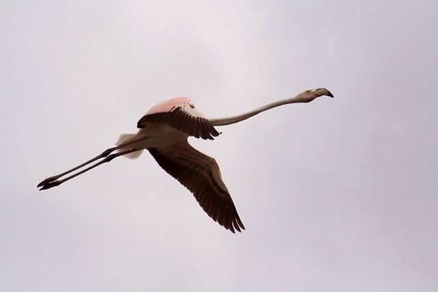 flamingofly.jpg