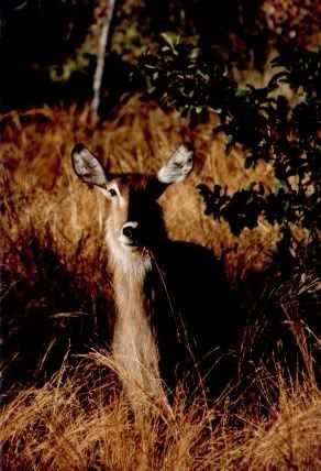 waterbuck.jpg