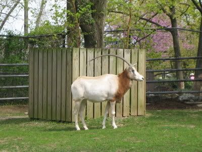 Is this an oryx? Pictures, Images and Photos