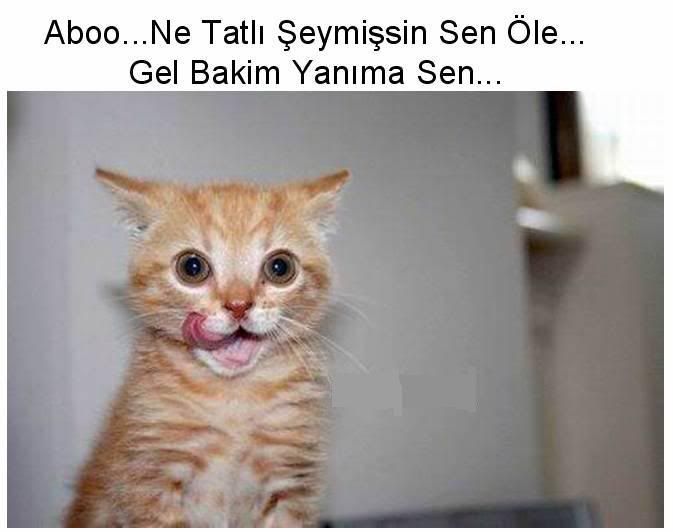 abownetatlymssnsenole.jpg