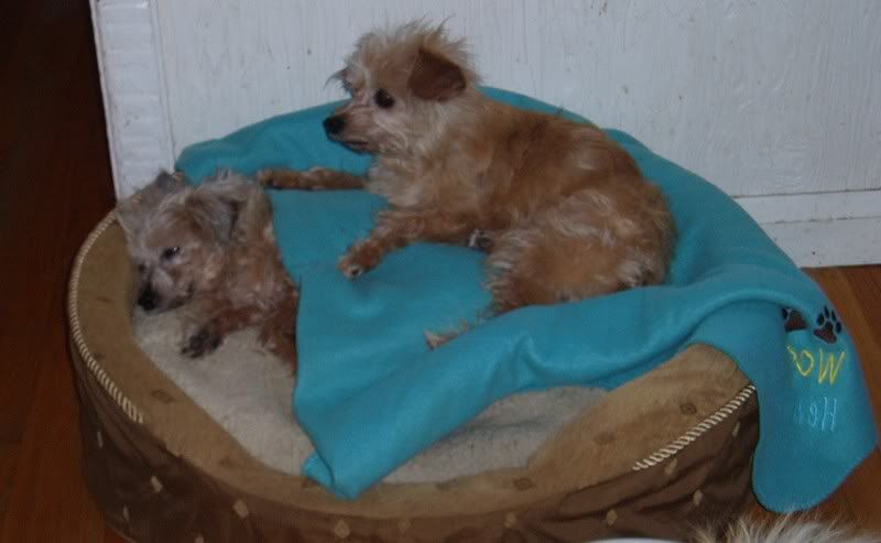 double decker dog bed