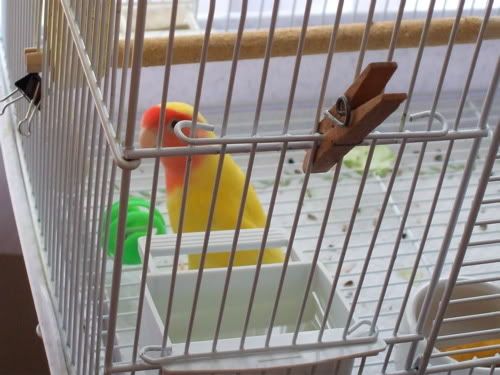 Photo Sharing and Video Hosting at Photobucket