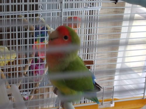 Photo Sharing and Video Hosting at Photobucket