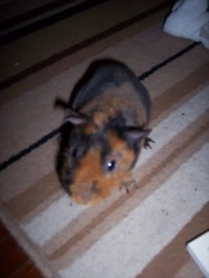 Photo Sharing and Video Hosting at Photobucket