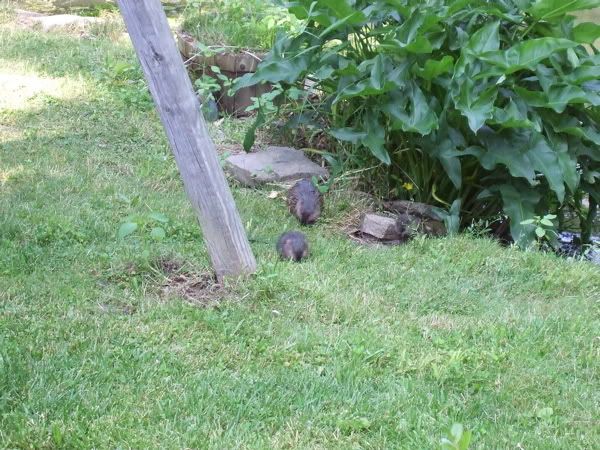 Photo Sharing and Video Hosting at Photobucket