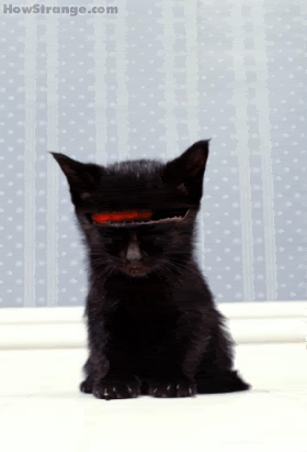 knight rider kitty Pictures, Images and Photos