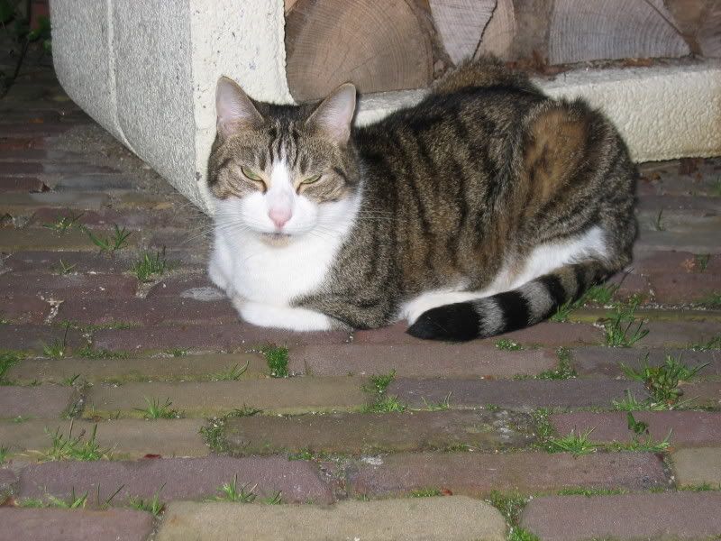 Afbeelding