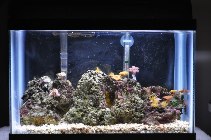 Aquarium Forum