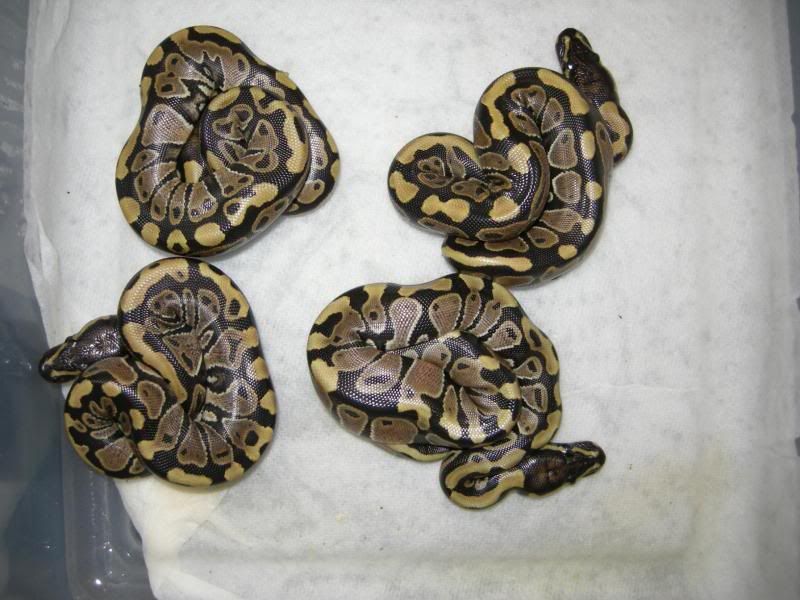 2012CL1Females.jpg