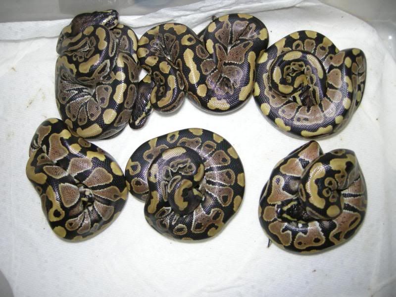 2012CL1Males.jpg